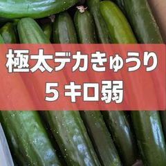 今月で終了！超特価！5キロ弱！極太デカきゅうり！　野菜ソムリエサミット銀賞受賞　農家直送　減農薬　有機肥料　きゅうり　訳あり　規格外　5kg 産地直送