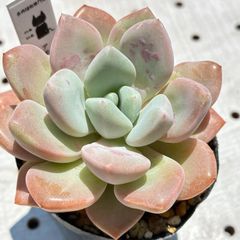アモールパーティー　多肉植物　エケベリア　韓国苗