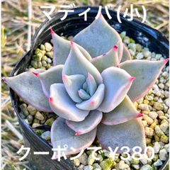 マディバ(小)  人気  多肉植物  エケベリア  抜き苗
