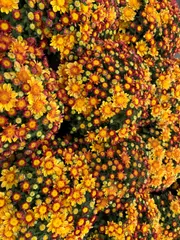 マム 苗 楽天市場】マム（ガーデニング・農業｜花・ガーデン・DIY）の通販