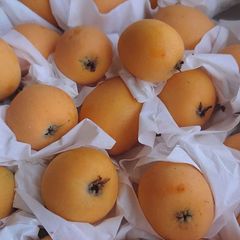 長崎特産 ハウス早生茂木枇杷💕「なつたより」甘くて美味しい