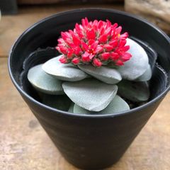 ポットごと♡呂千絵♡クラッスラ♡多肉植物♡赤花♡
