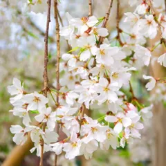 2025年最新】桜 苗木の人気アイテム - メルカリ