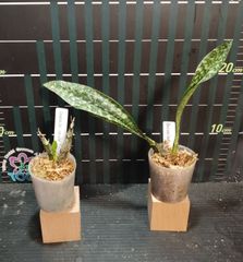 【NK様　専用】Graphorchis concolor,Oeceoclades maculata