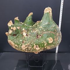 K367【最新到着】Adenia　プセウドグロボーサ（L）（現地球・抜き苗）【塊根植物】アデニア　プセウドグロボーサ