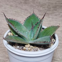 アガベ パリー ウェイクフィールド  parry var huachucensis walkfield  実生苗  月曜or火曜日発送。