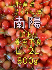 ★本日発送★山形県産さくらんぼ「南陽」Ｌ〜２Ｌ800g 家庭用（訳あり含）