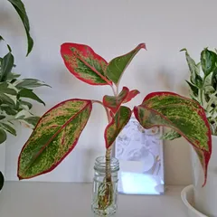 2025年最新】アグラオネマ鉢植えの人気アイテム - メルカリ