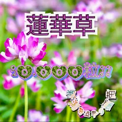 レア品種ハス インド蓮の種５個の出品です 来年発芽用 今月末迄セール Amazon.co.jp: ハスの種10粒 蓮の種 発芽処理済み : DIY・工具