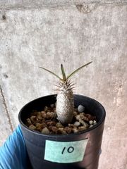 【現品限り】パキポディウム・グラキリス【A10】 Pachypodium gracilius【植物】塊根植物 夏型 コーデックス