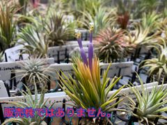 【ネコポス】チランジア イオナンタ フエゴイエロー Tillandsia ionantha fuego yellow　キンクマ農園☆T00098