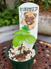 幸せを運ぶ♡四つ葉のザミア③