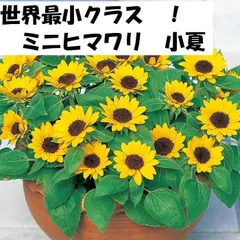 【花の種】３０粒　ミニひまわり　小夏　世界最小クラス　ヒマワリ
