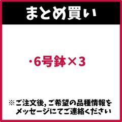 （まとめ買い） 6号×3　アンスリウム アンシカル アンスリューム