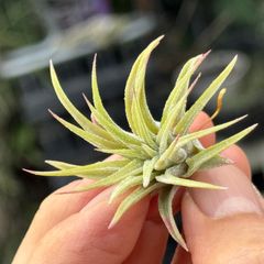 葉先がほんのり赤＊ チランジア イオナンタ ファウンテン Tillandsia ionantha Fountain＊エアプランツ＠フラワーショップ江口