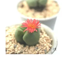 サマーレッド 2頭 コノフィツム Mサイズ5.5ｃｍポット 小型 足袋型 昼咲き種 薄赤花 Conophytum summerred 多肉植物 多肉永遠