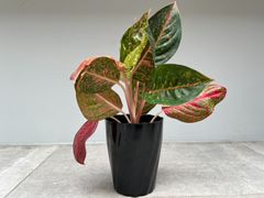 ビトロ苗 8種セット】人気 フィロデンドロンまとめ買い！無菌培養の