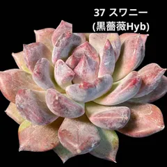 2024年最新】多肉 黒薔薇の人気アイテム - メルカリ