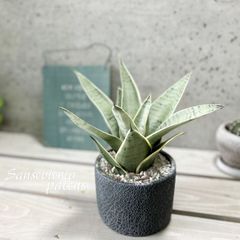 観葉植物【サンセヴィエリア属】サンスベリア・シルバーハニー4号Sセメント鉢（皿付）（WC0832-BK）