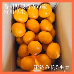 【香川県観音寺市産】宮川早生 早生みかん 2L以上 大玉サイズ！ 約5キロ シゲちゃんファーム ご家庭 五郷の里