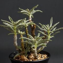 "Tylecodon striatus" チレコドン ストリアツス　管理1184