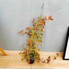［在庫］【希少】ホヤ　ロザリオオレンジ　観葉植物　吊り下げ　ハンギング　垂れ下がり　かわいい　お花　花座付き