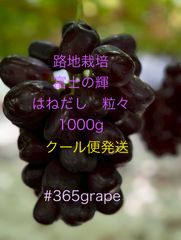 値下げ！ハウス栽培はねだし用 シャインマスカット500g