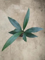 2025年最新】アチャチャイルの人気アイテム - メルカリ