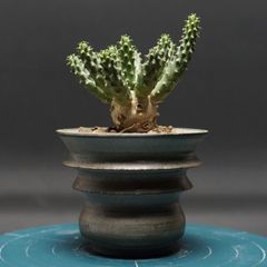 木質化！有望株！ 実生 ユーフォルビア クラビゲラ 塊根植物 鉢ごと