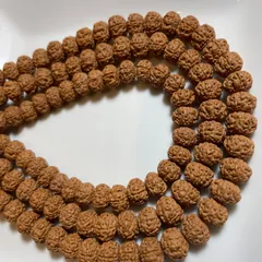 大金剛菩提 梅花双龍六面 大金剛菩提 梅花双龍六面