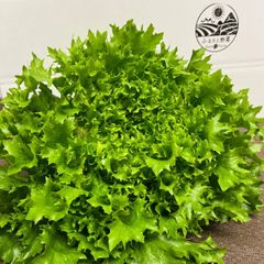 フリルレタス　こだわり茄子　野菜セット