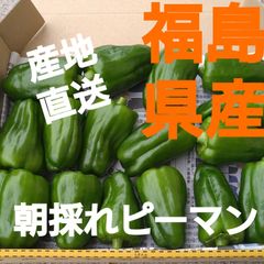 福島県産!朝採れピーマンコンパクト!