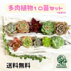 参考画像 中型多肉植物 緑色 金属製容器 参考画像中型多肉植物 緑色