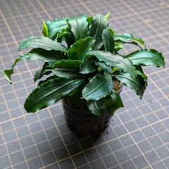 2025年最新】ブセファランドラ ティアの人気アイテム - メルカリ