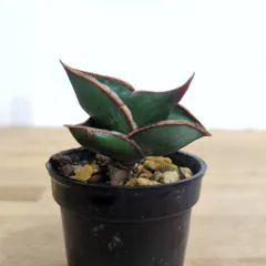 2025年最新】サンスベリアの人気アイテム - メルカリ