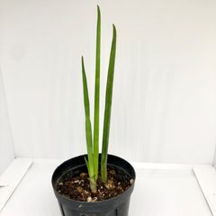 サンスベリア　バキュラリス 幼苗 3株