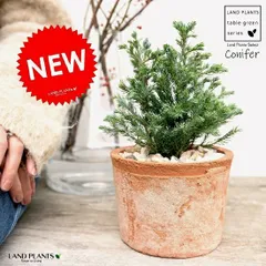 コニファー（ボールバード） 茶色 モスポット シリンダー型 陶器鉢（天然砕石） ブルーバード ヒノキ クリスマスツリー シンボルツ