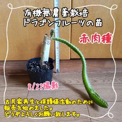 【新芽＆根っこしっかり♪】無農薬栽培ドラゴンフルーツ(赤)の苗③