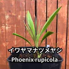 【鉢ごと発送】イワヤマナツメヤシ　Phoenix rupicola　2024-4-30-iwa1