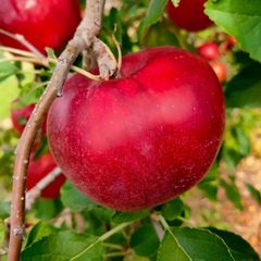 【希少】長野県産紅玉　4.5kg（18～24玉）【９月中下旬発送予定】