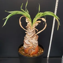 今週限定値下げ！塊根植物 4鉢セットグラキリス3株ブーファン