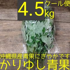 沖縄県産　フーチバー（ニシヨモギ）　約4.5kg  【クール便】①