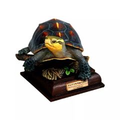 ネイチャーテクニカラー 日本のカメ ヤエヤマセマルハコガメ - メルカリ