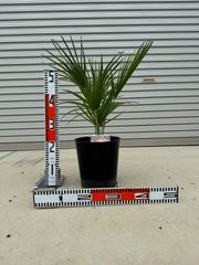 ミキナシサバルヤシ No.1 - メルカリ