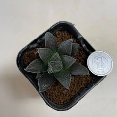 多肉植物　ハオルチア　黒ベヌスタ　抜き苗　根付き