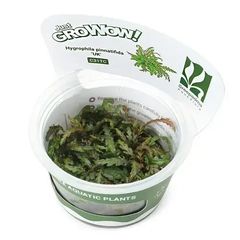 カラスノエンドウの強化種、大量200粒＋プティ粗品＋匿名送料無料