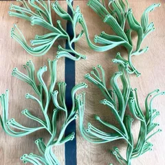 アルギュ ヴィトラ Algue vitra 赤50本➕おまけ　最終価格 アルギュ ヴィトラ Algue vitra 赤50本➕おまけ 最終価格 アルギュ