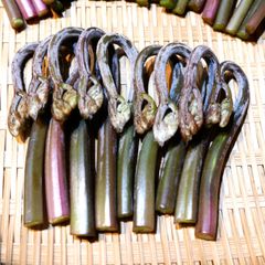 【高品質・極太】鍵わらび（かぎわらび・鍵蕨）２０本