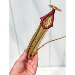 ウツボカズラ ネペンテス N.ボゲリー 食虫植物 - メルカリ