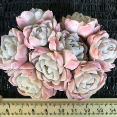 新入荷　多肉植物　エケベリア　ピンクヒューミリス　ブーケ抜き苗　1株